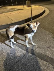 Found/Stray Female Dog last seen Pecos and 92nd, Thornton, CO 80260