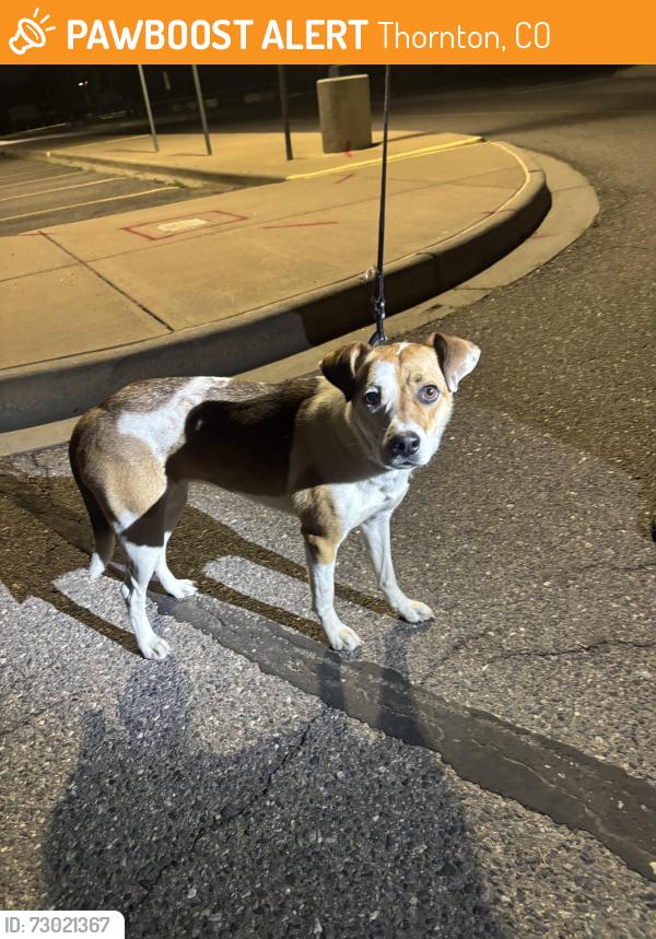 Found/Stray Female Dog last seen Pecos and 92nd, Thornton, CO 80260