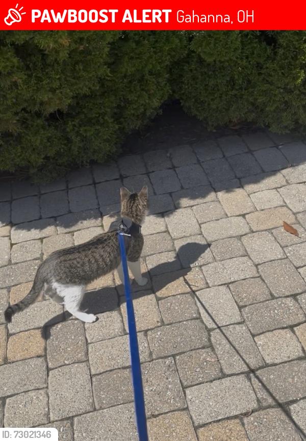 Lost Female Cat last seen Giant Eagle parking lot in Gahanna, Gahanna, OH 43230