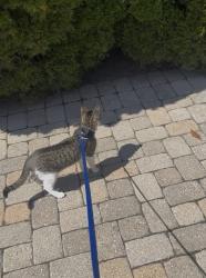 Lost Female Cat last seen Giant Eagle parking lot in Gahanna, Gahanna, OH 43230