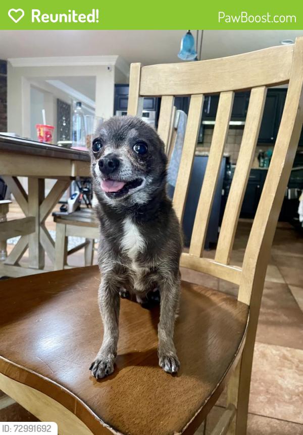 Reunited Male Dog last seen Geranium St, French Valley, CA 92563