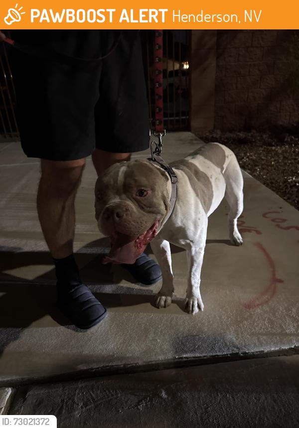 Found/Stray Male Dog last seen Amigo and Erie , Henderson, NV 89052