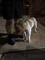 Found/Stray Male Dog last seen Amigo and Erie , Henderson, NV 89052