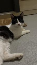 Found/Stray Unknown Cat last seen Vineyard apmts, Katy, TX 77450