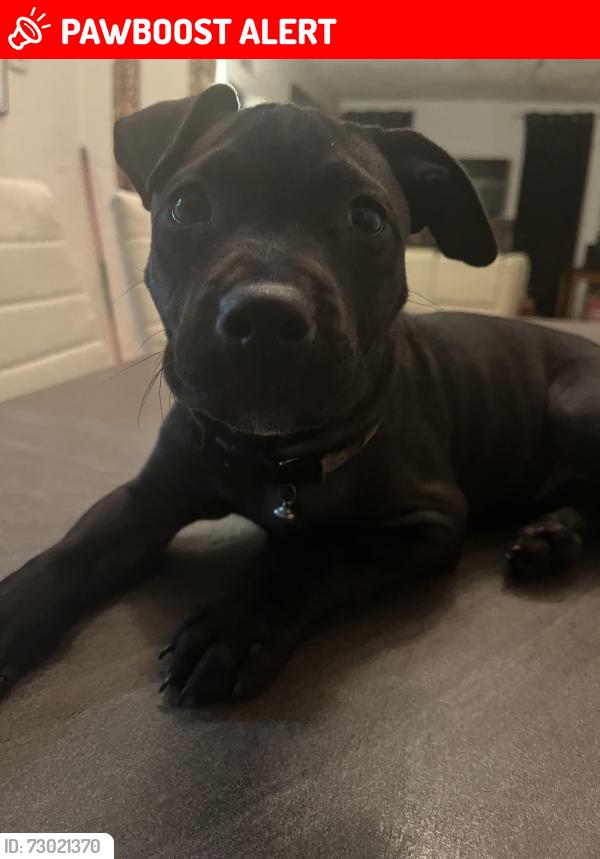 Lost Female Dog last seen Mary Brandon Park near forest hill, West Palm Beach, FL 33405