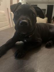 Lost Female Dog last seen Mary Brandon Park near forest hill, West Palm Beach, FL 33405