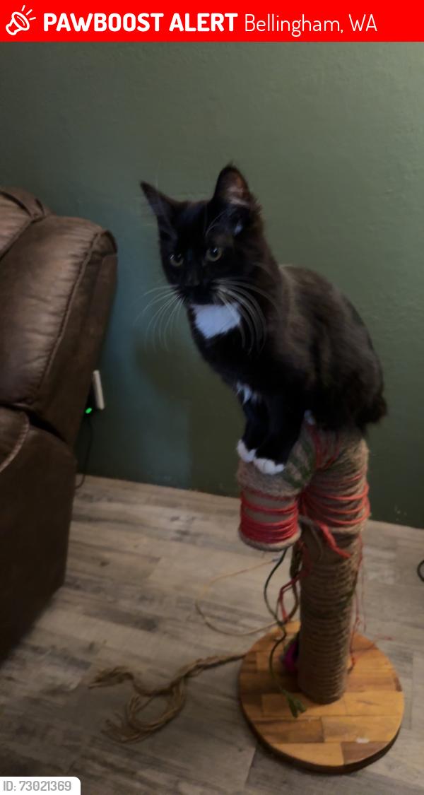Lost Female Bird last seen Kelly rd and Mt Baker hwy, Bellingham, WA 98226