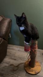 Lost Female Bird last seen Kelly rd and Mt Baker hwy, Bellingham, WA 98226