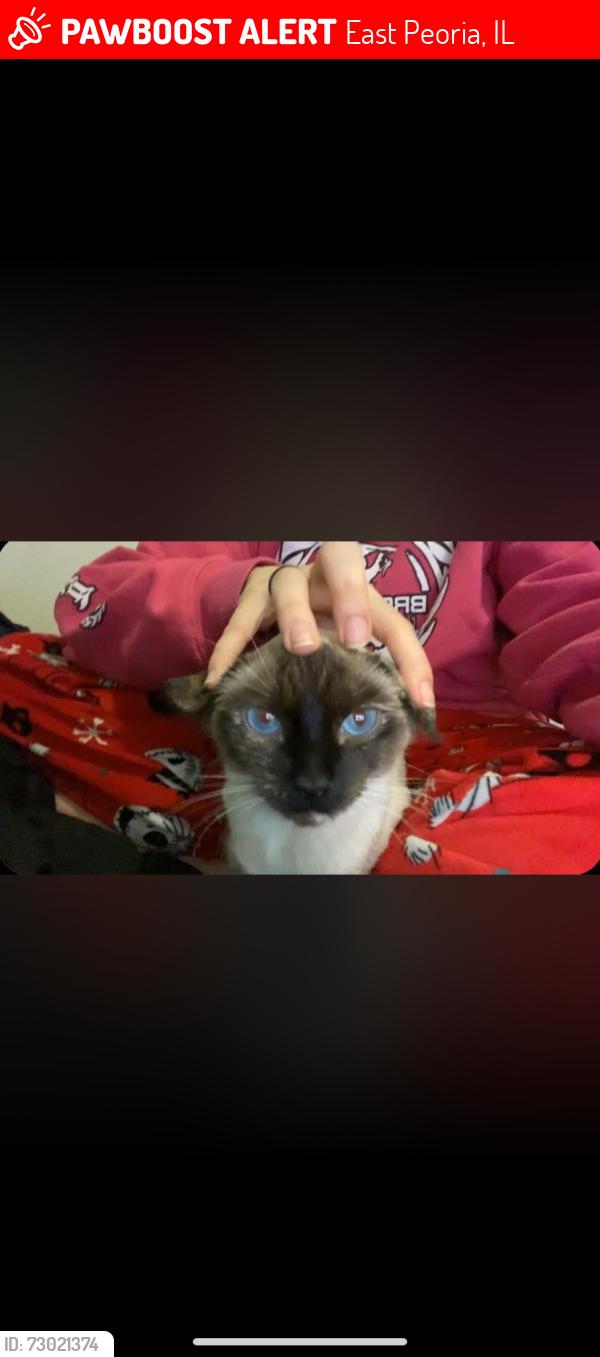 Lost Female Cat last seen East Peoria herman st, East Peoria, IL 61611