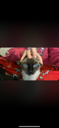 Lost Female Cat last seen East Peoria herman st, East Peoria, IL 61611