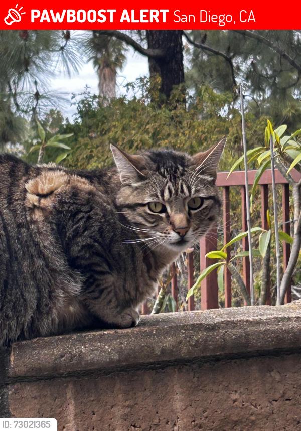 Lost Female Cat last seen Santa nella, San Diego, CA 92130