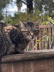 Lost Female Cat last seen Santa nella, San Diego, CA 92130
