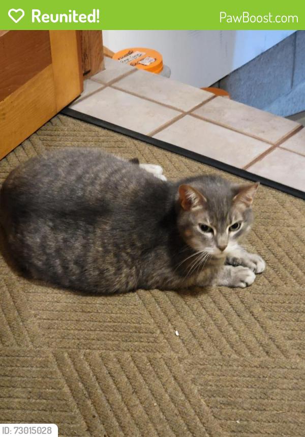 Reunited Female Cat last seen Country Glen Drive, Waukesha, WI 53189