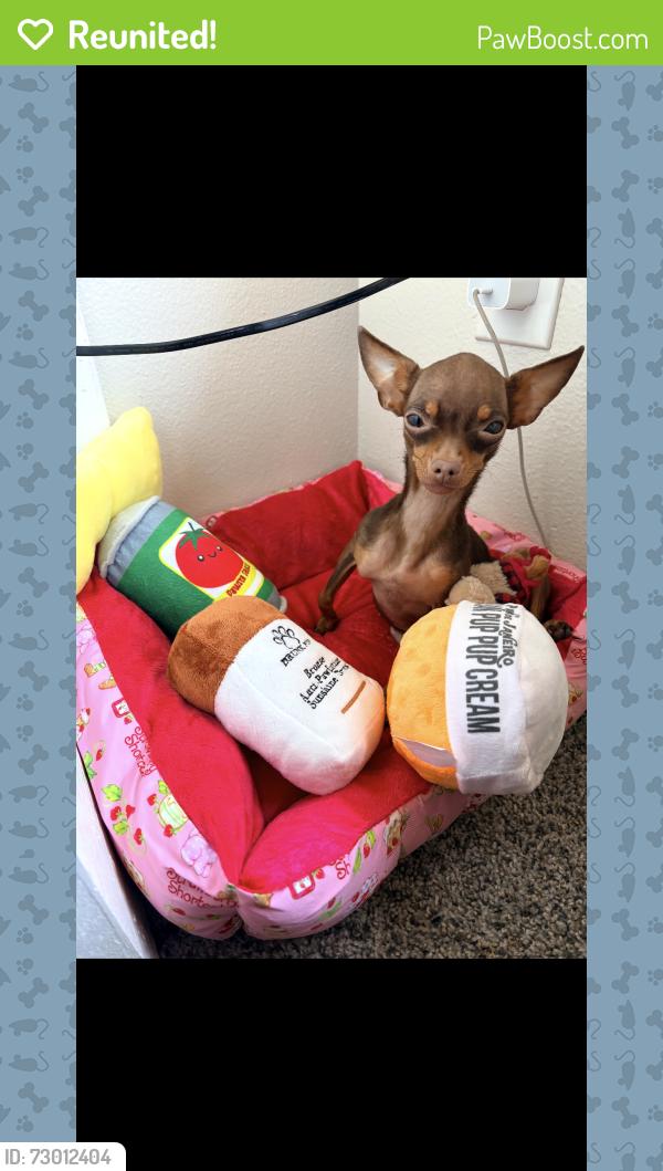 Reunited Female Dog last seen Near n Cameron ave Tampa fl 33614, Tampa, FL 33614