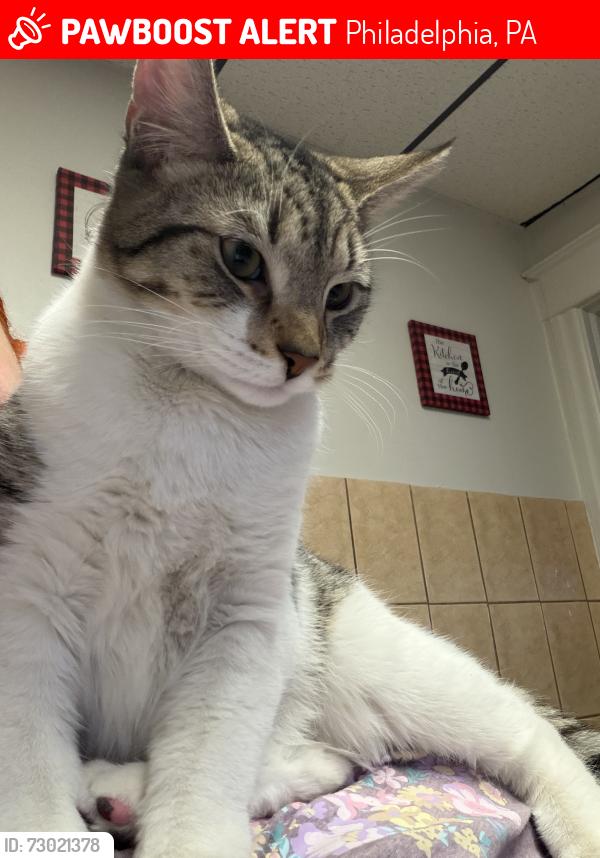Lost Male Cat last seen Near Frankford Ave Filadelfia, PA  19134 Estados Unidos, Philadelphia, PA 19134