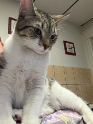 Lost Male Cat last seen Near Frankford Ave Filadelfia, PA  19134 Estados Unidos, Philadelphia, PA 19134