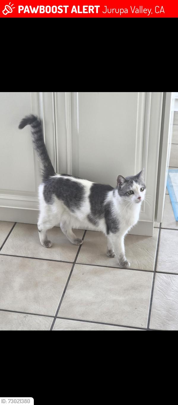Lost Male Cat last seen Karen Armstrong , Jurupa Valley, CA 92509