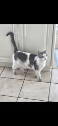 Lost Male Cat last seen Karen Armstrong , Jurupa Valley, CA 92509