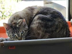 Reunited Female Cat last seen Near Oakdale and Nordoff, by the Target, Los Angeles, CA 91324