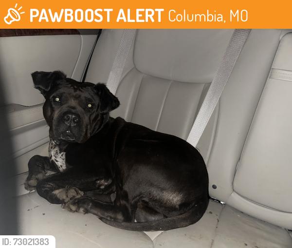 Found/Stray Male Dog last seen West brown school road Columbia Missouri, Columbia, MO 65202