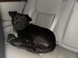 Found/Stray Male Dog last seen West brown school road Columbia Missouri, Columbia, MO 65202