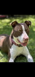 Lost Male Dog last seen Whaley st Gainesville tx, Gainesville, TX 76240
