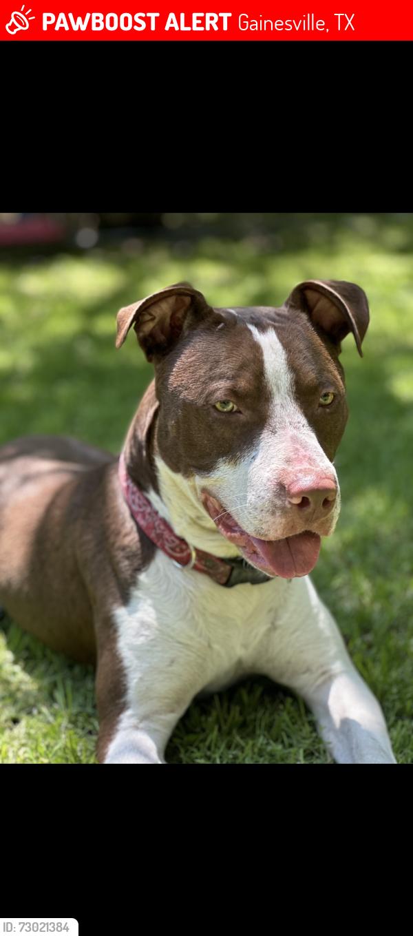 Lost Male Dog last seen Whaley st Gainesville tx, Gainesville, TX 76240