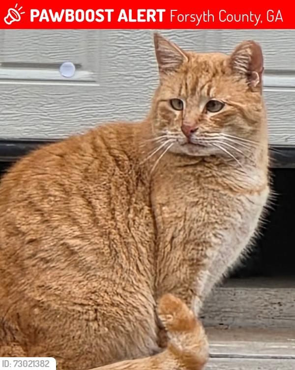Lost Male Cat last seen Concord Farms Neighborhood, Forsyth County, GA 30040
