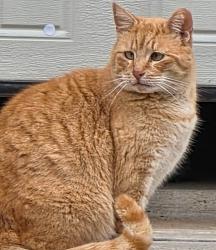 Lost Male Cat last seen Concord Farms Neighborhood, Forsyth County, GA 30040