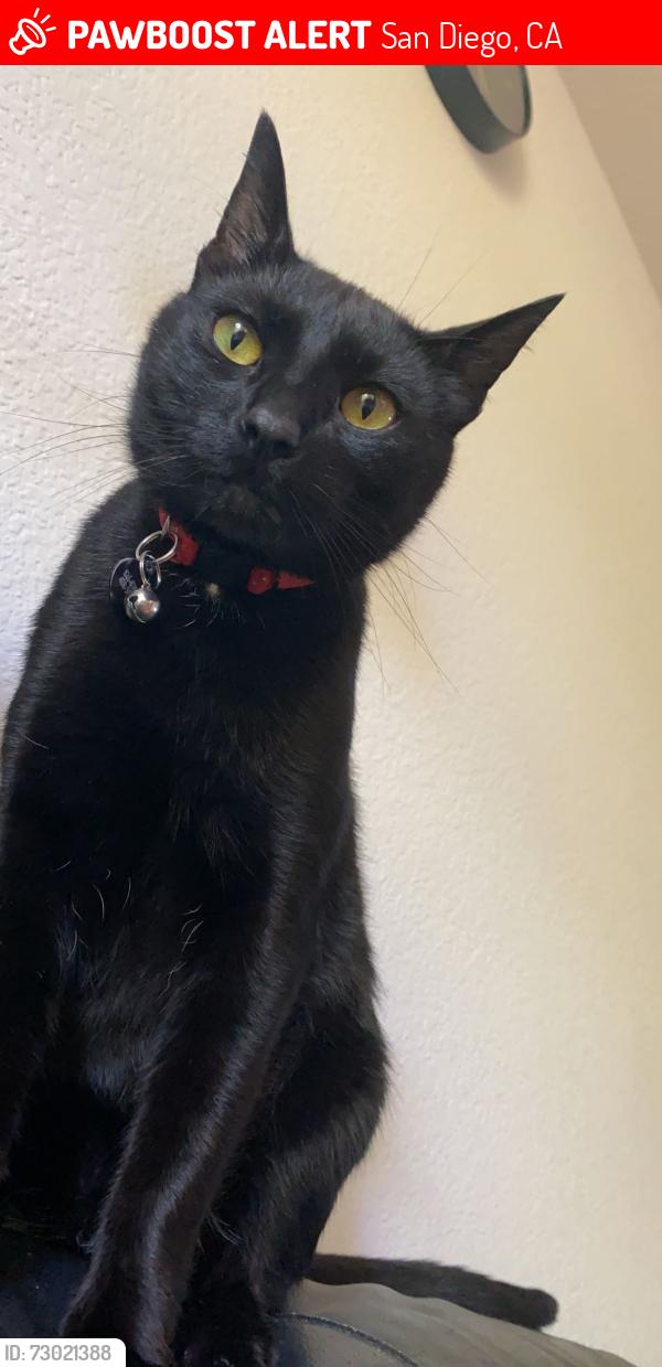 Lost Male Cat last seen Scripps Ranch Blvd & Erma Rd, San Diego, CA 92131