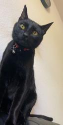 Lost Male Cat last seen Scripps Ranch Blvd & Erma Rd, San Diego, CA 92131