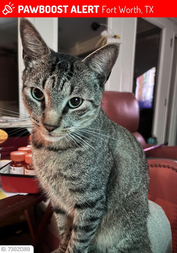 Lost Male Cat last seen Floyd, Fort Worth, TX 76116