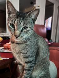 Lost Male Cat last seen Floyd, Fort Worth, TX 76116