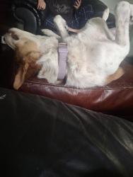 Reunited Female Dog last seen Prospect and linwood, Kansas City, MO 64128