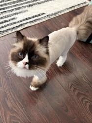 Lost Female Cat last seen Draper Utah , Draper, UT 84020