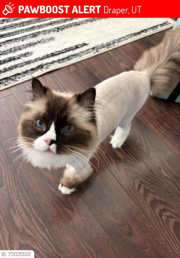 Lost Female Cat last seen Draper Utah , Draper, UT 84020