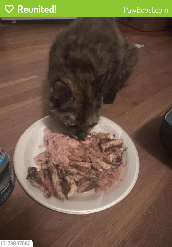 Reunited Female Cat last seen S dogwood, behind Walmart, near sub division , Villa Rica, GA 30180