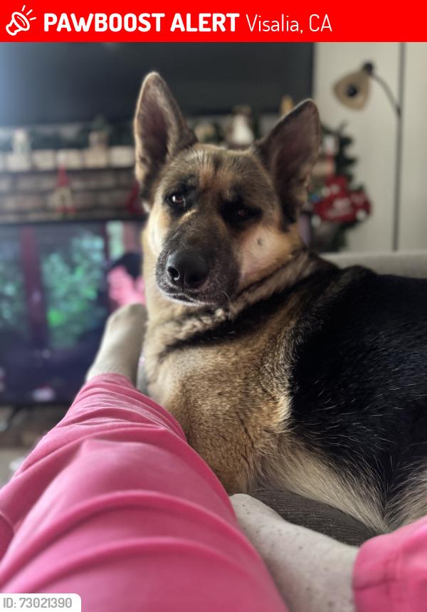 Lost Female Dog last seen Tegus ranch Tulare ca , Visalia, CA 93277