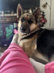 Lost Female Dog last seen Tegus ranch Tulare ca , Visalia, CA 93277