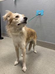 Shelter Stray Female Dog last seen Near BLOCK MARKSVILLE ST, LAS VEGAS NV 89149, 655 N Mojave Rd, Las Vegas, NV 89101, USA