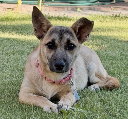 Shelter Stray Female Dog last seen Near BLOCK ALTA VISTA DR, BAKERSFIELD CA 93305, 3951 Fruitvale Ave, Bakersfield, CA 93308, USA
