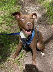Reunited Female Dog last seen Coosa Country Club, Rome, GA 30161