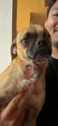 Reunited Male Dog last seen West Orange Ave in SSF. Possibly El Camino Real, South San Francisco, CA 94080