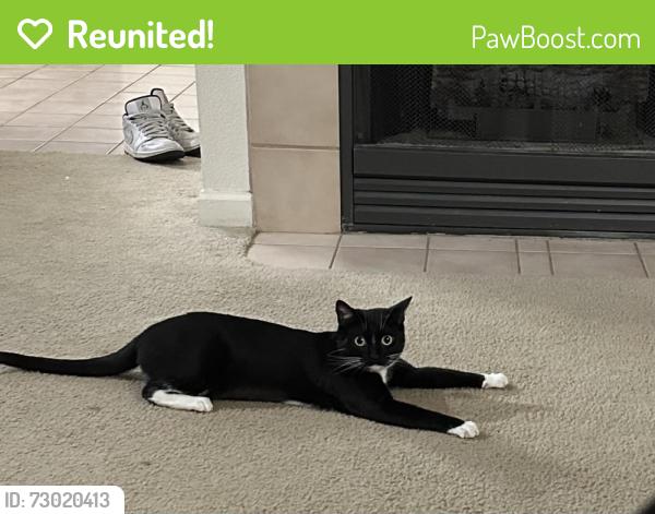 Reunited Female Cat last seen Simms and Cross, Littleton, CO 80127