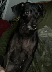 Lost Female Dog last seen Kalmia St & E 105th St, Los Angeles, CA 90002
