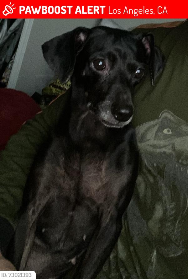 Lost Female Dog last seen Kalmia St & E 105th St, Los Angeles, CA 90002