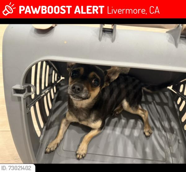 Lost Male Dog last seen Near Scenic avenue Livermore , Livermore, CA 94551