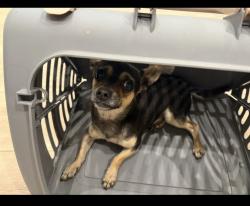 Lost Male Dog last seen Near Scenic avenue Livermore , Livermore, CA 94551