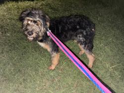 Found/Stray Male Dog last seen Bammel N Houston & Kleinbrook Dr., Champions Point, TX 77066