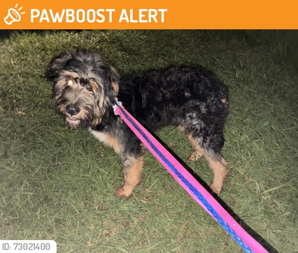 Found/Stray Male Dog last seen Bammel N Houston & Kleinbrook Dr., Champions Point, TX 77066